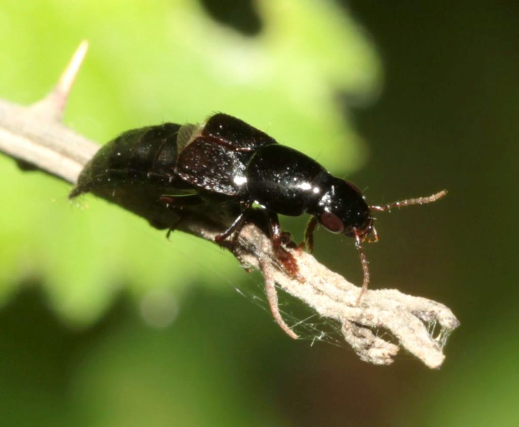 Staphylinidae: Ocypus sp.? No Quedius sp.